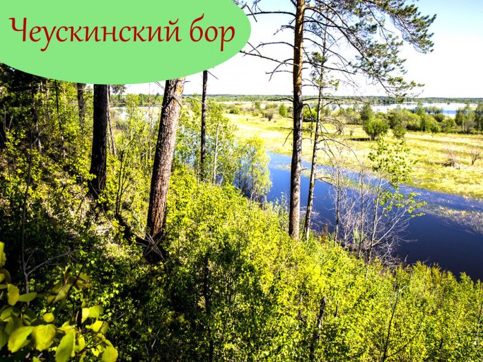 Знакомство с Чеускинским бором 