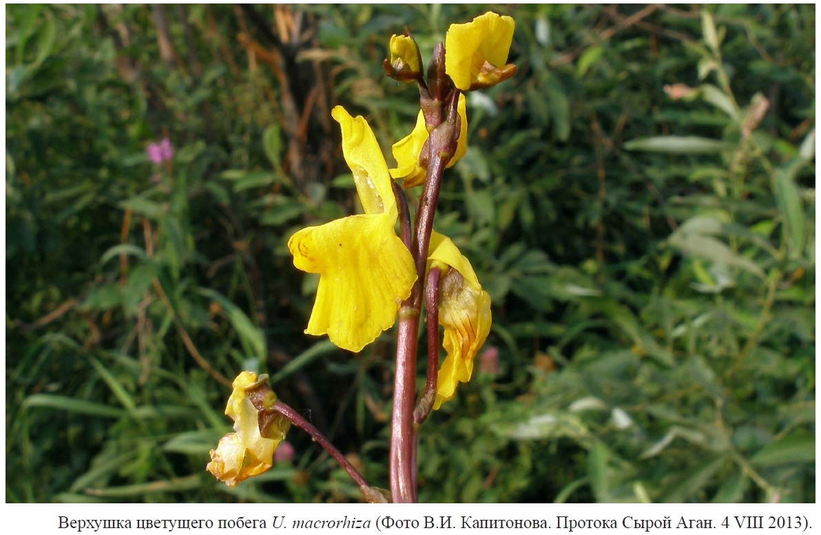 Уникальные флористические находки на Сыром Агане 
