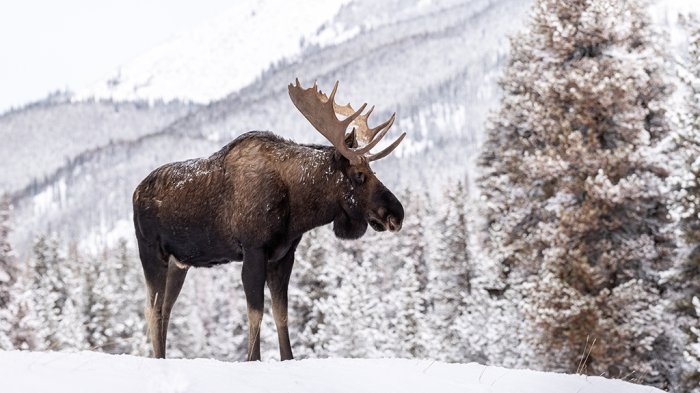 Лосиный праздник