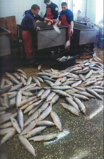 Рыба Лемпино Рыба Лемпино