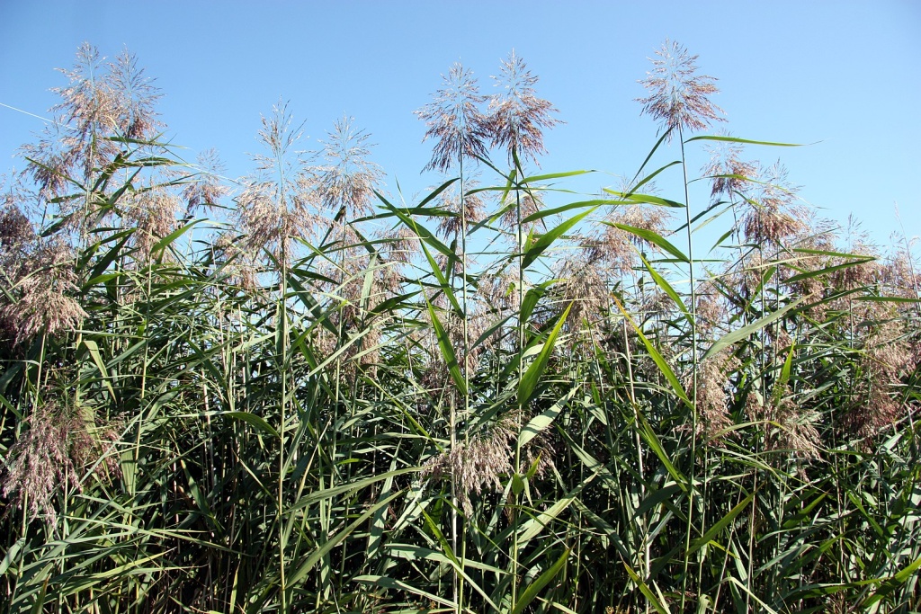 Тростник высочайший