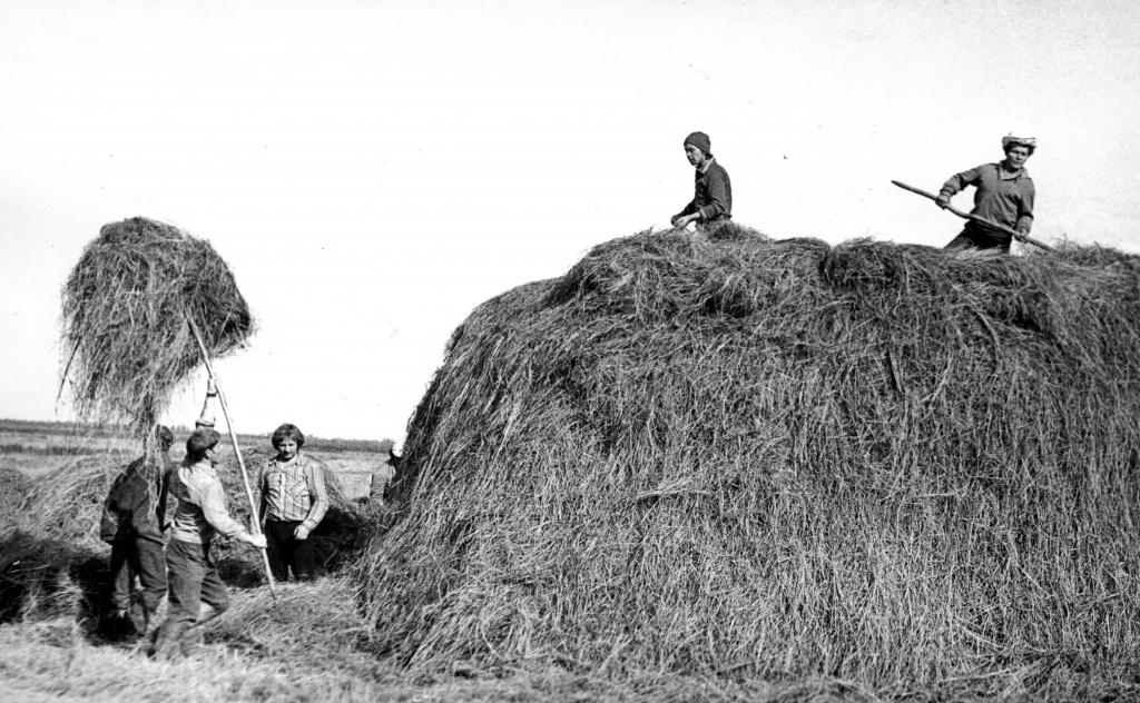 Сенозаготовка правдинцев