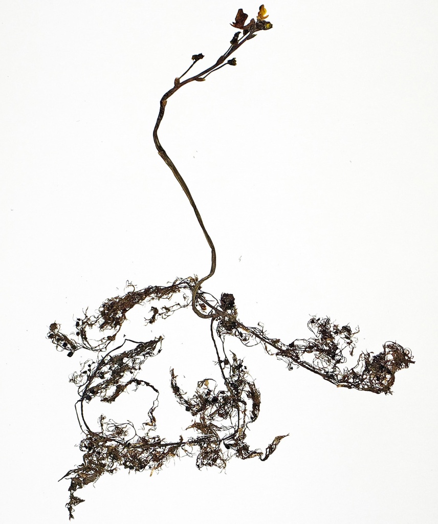 пузырчатка крупнокорневая