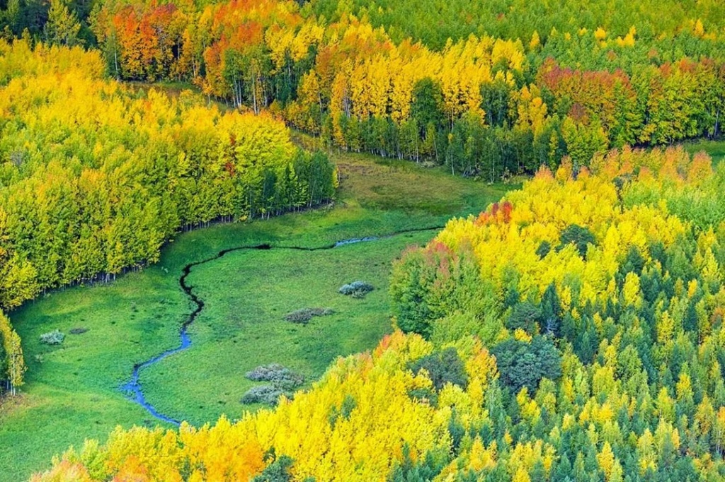 Салымский лесхоз
