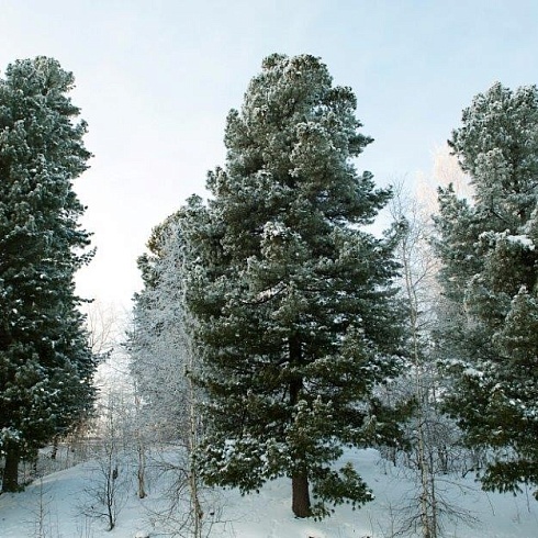 Кедровый промысел на Салыме и Балыке