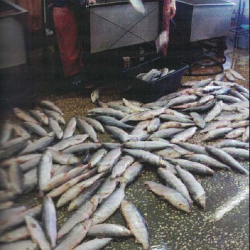 Хозяева на земле