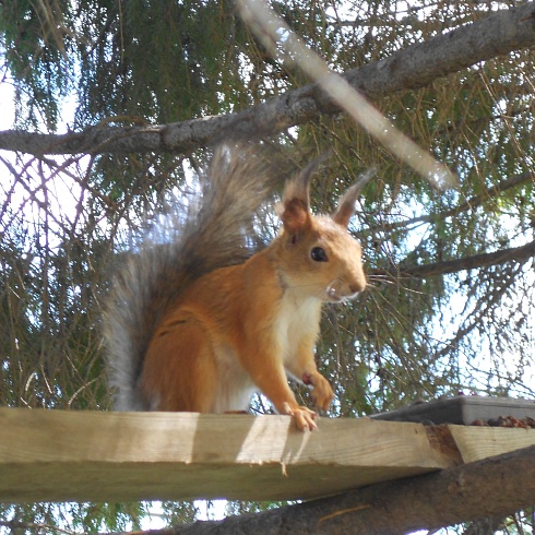 Кедровый промысел на Салыме и Балыке