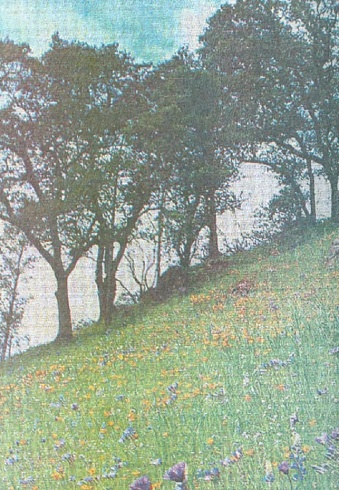 Харисова, Ф. Ф. "Не позволяй счастью пройти стороной" (Бэхетлэрен читлэп утмэсен)